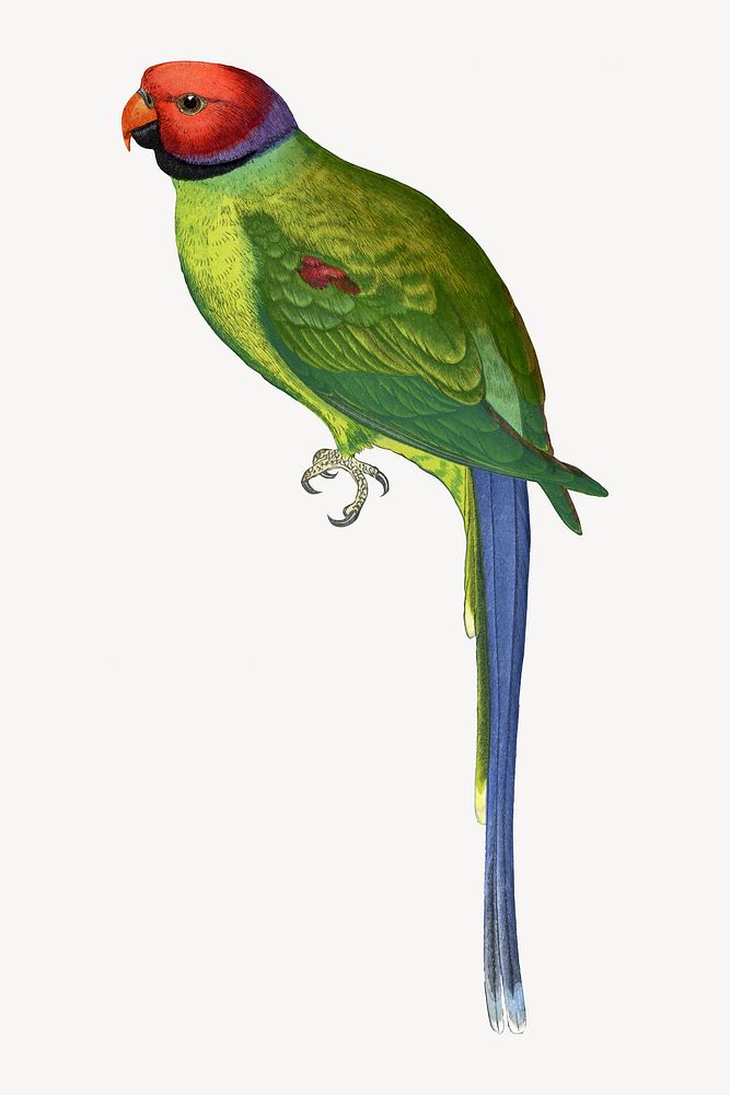Blossom-headed parrakeet vintage bird illustration. Remixed by rawpixel.