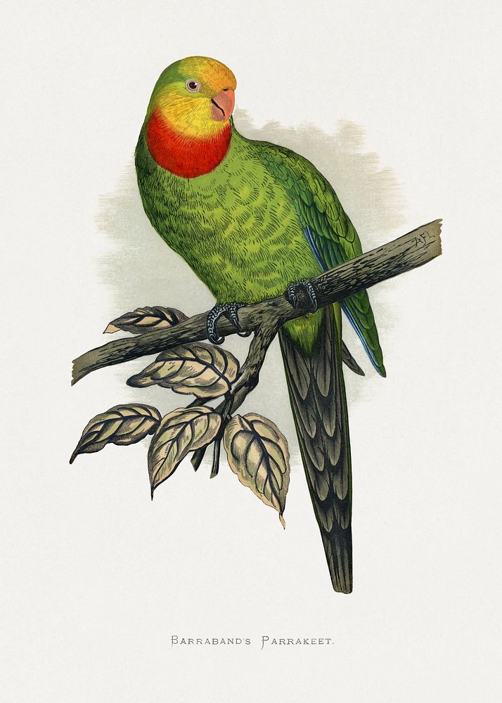 Barraband's Parakeet (Polytelis swainsonii) colored wood-engraved plate by Alexander Francis Lydon. Digitally enhanced from…