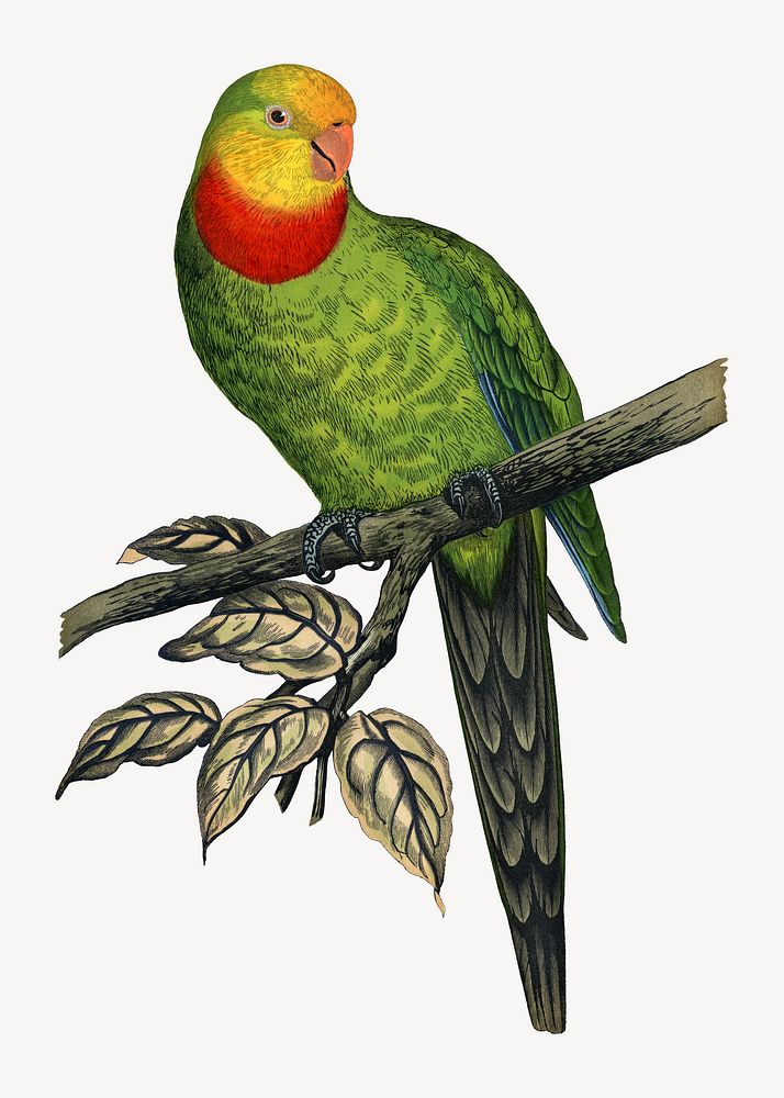 Barraband's parakeet vintage bird illustration. Remixed by rawpixel.
