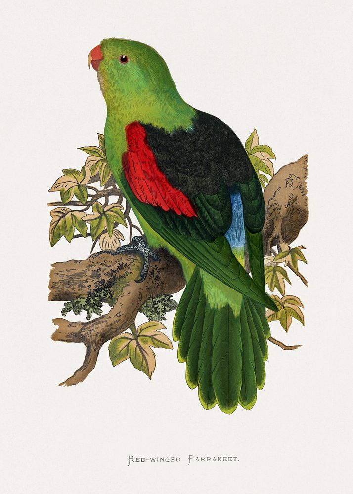 Red-winged parakeet (Aprosmictus erythropterus) colored wood-engraved plate by Alexander Francis Lydon. Digitally enhanced…