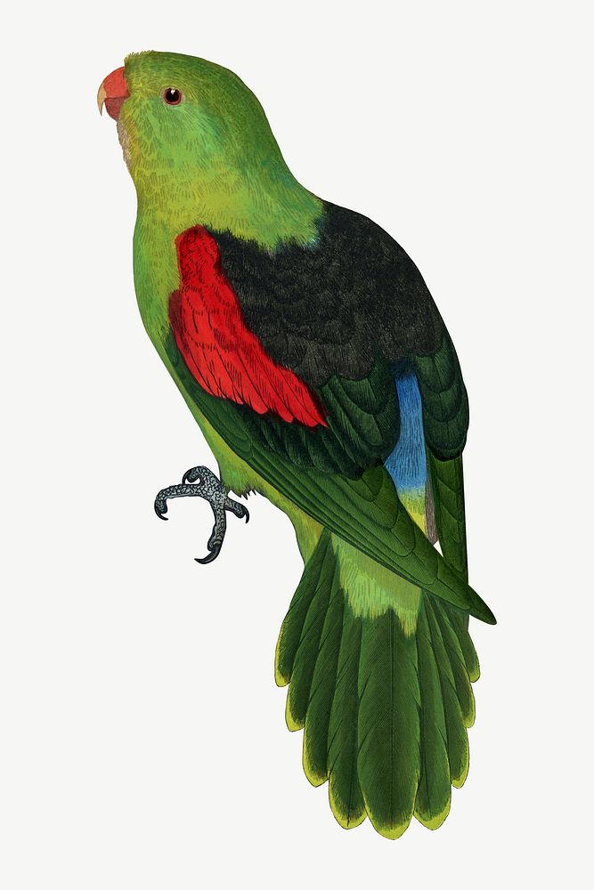 Red-winged parakeet, vintage bird illustration psd. Remixed by rawpixel.