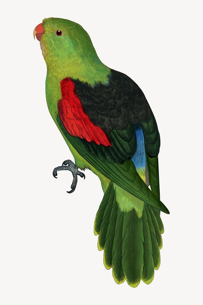 Red-winged parakeet vintage bird illustration. Remixed by rawpixel.