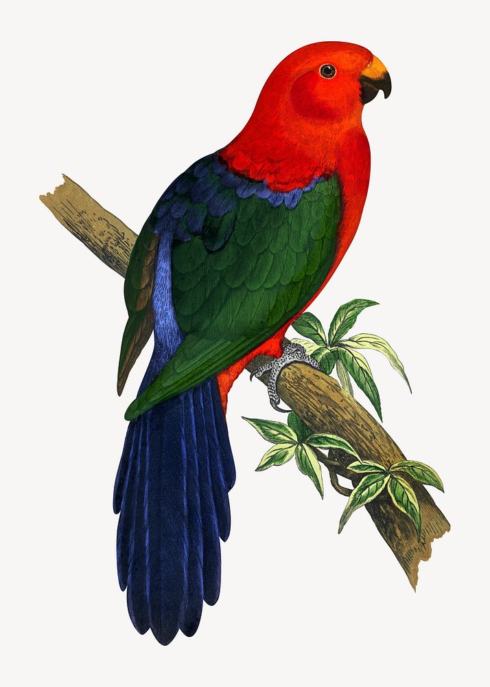 King parrot vintage bird illustration. Remixed by rawpixel.