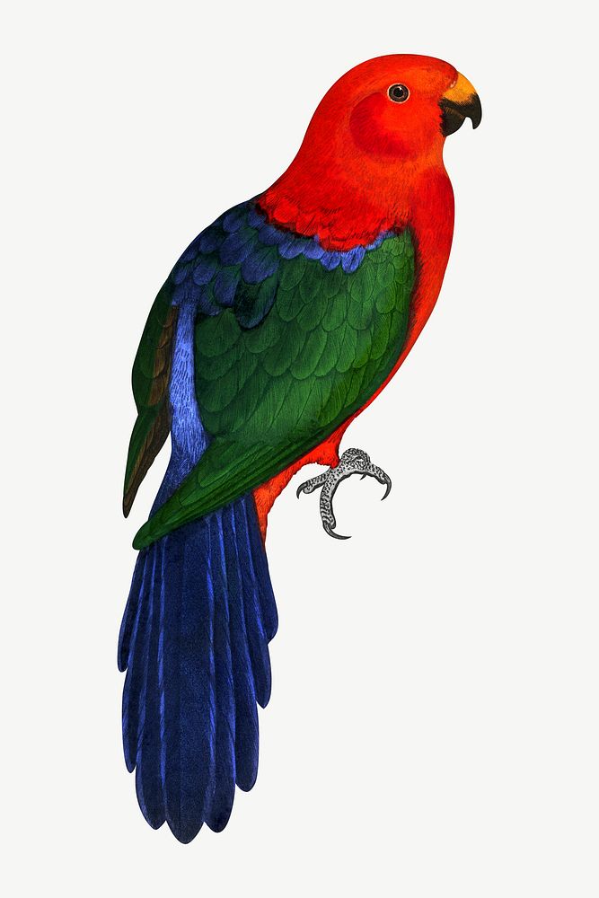 King parrot, vintage bird illustration psd. Remixed by rawpixel.