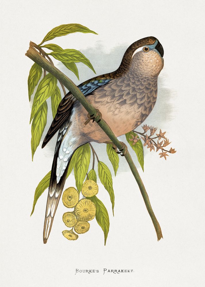 Bourke's Parrakeet (Neopsephotus bourkii) colored wood-engraved plate by Alexander Francis Lydon. Digitally enhanced from…