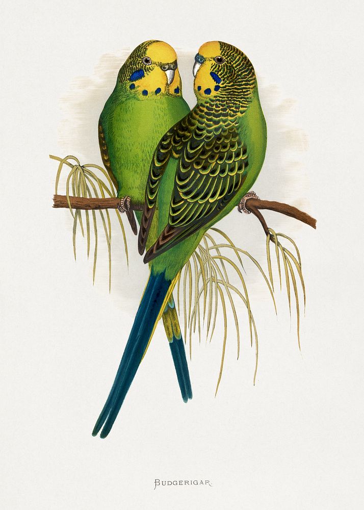 Budgerigar (Melopsittacus undulatus) colored wood-engraved plate by Alexander Francis Lydon. Digitally enhanced from our own…