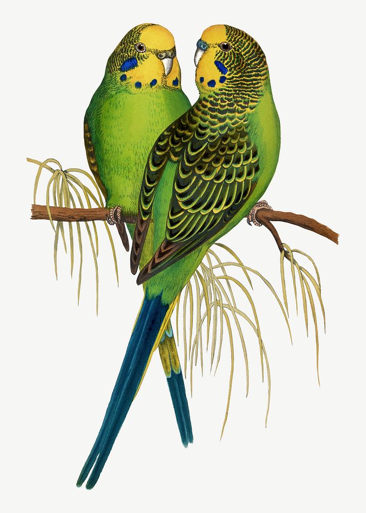 Budgerigar, vintage bird illustration psd. Remixed by rawpixel.