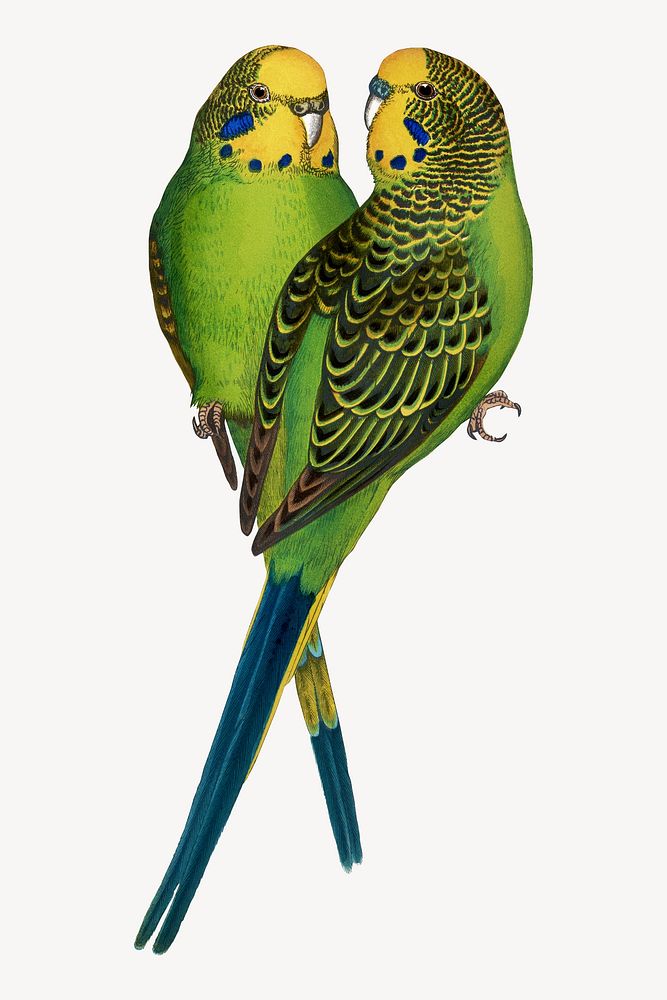 Budgerigar vintage bird illustration. Remixed by rawpixel.