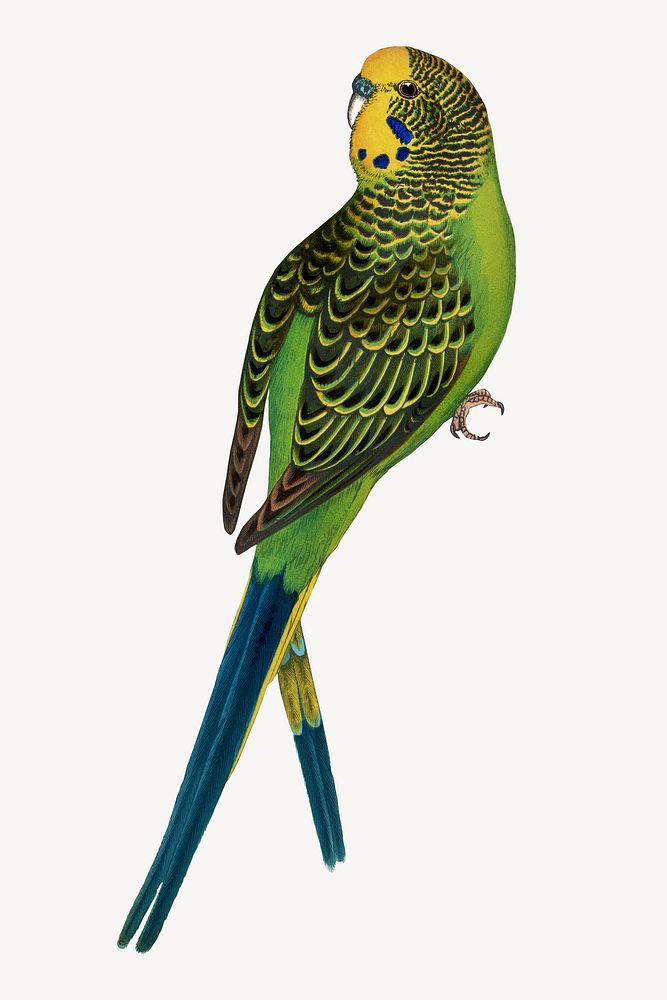 Budgerigar vintage bird illustration. Remixed by rawpixel.