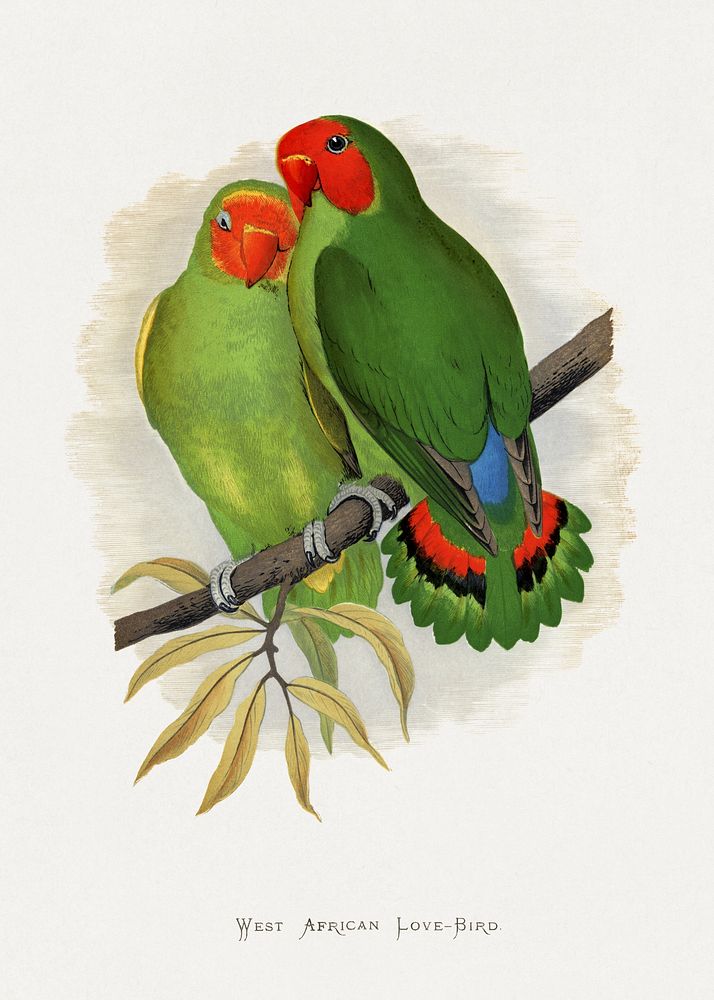 West African Love-Bird (Agapornis) colored wood-engraved plate by Alexander Francis Lydon. Digitally enhanced from our own…