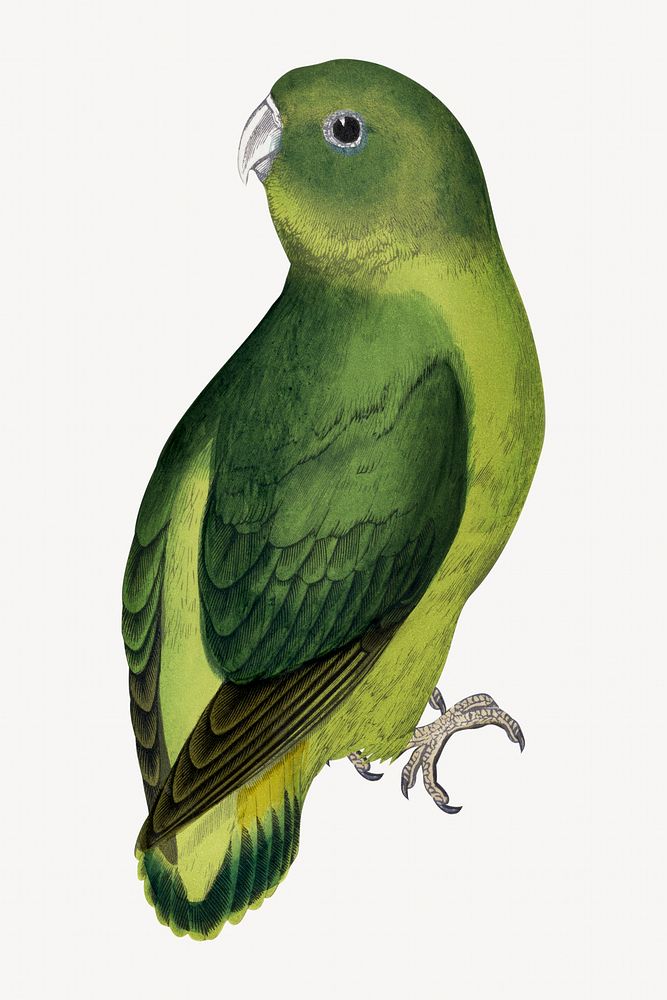Madagascar love-bird vintage bird illustration. Remixed by rawpixel.