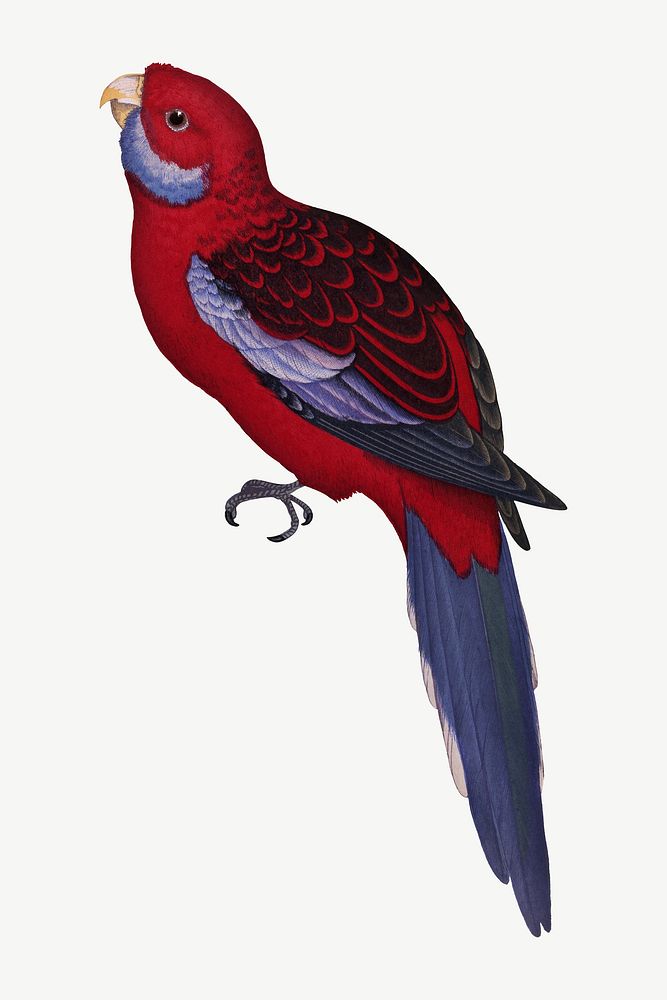 Pennant's parakeet, vintage bird illustration psd. Remixed by rawpixel.