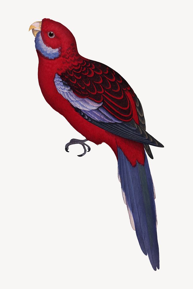 Pennant's parakeet vintage bird illustration. Remixed by rawpixel.