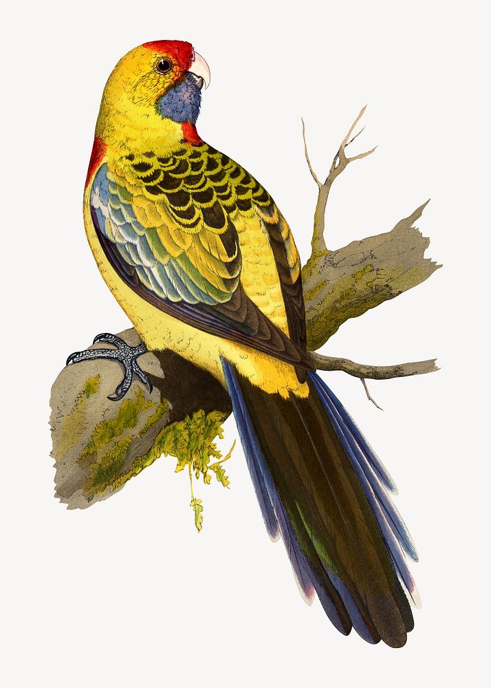 Yellow-rumped parakeet vintage bird illustration. Remixed by rawpixel.