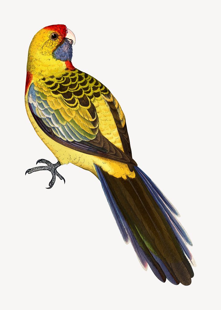 Yellow-rumped parakeet vintage bird illustration. Remixed by rawpixel.
