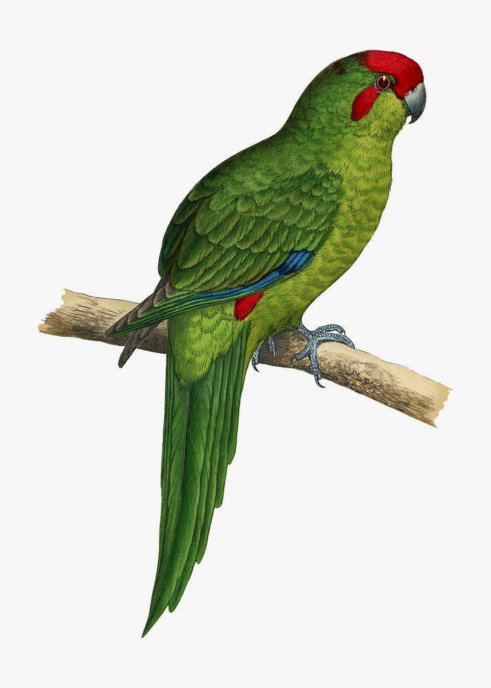 New Zealand Parakeet, vintage bird illustration psd. Remixed by rawpixel.