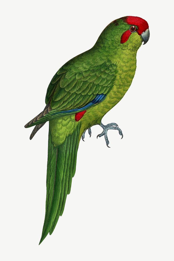 New Zealand Parakeet, vintage bird illustration psd. Remixed by rawpixel.