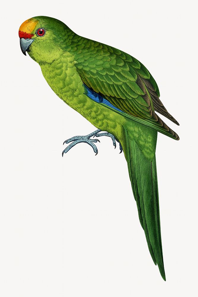 Golden-crowned parakeet vintage bird illustration. Remixed by rawpixel.
