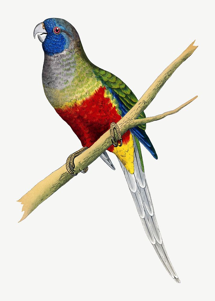 Blue bonnet parakeet, vintage bird illustration psd. Remixed by rawpixel.