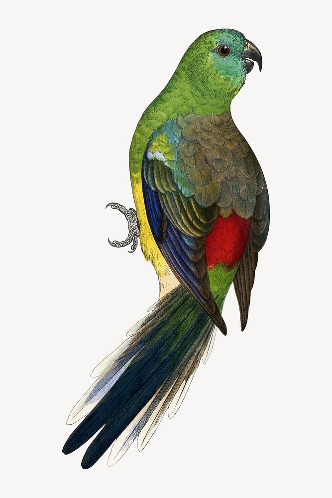 Red-rumped parakeet vintage bird illustration. Remixed by rawpixel.