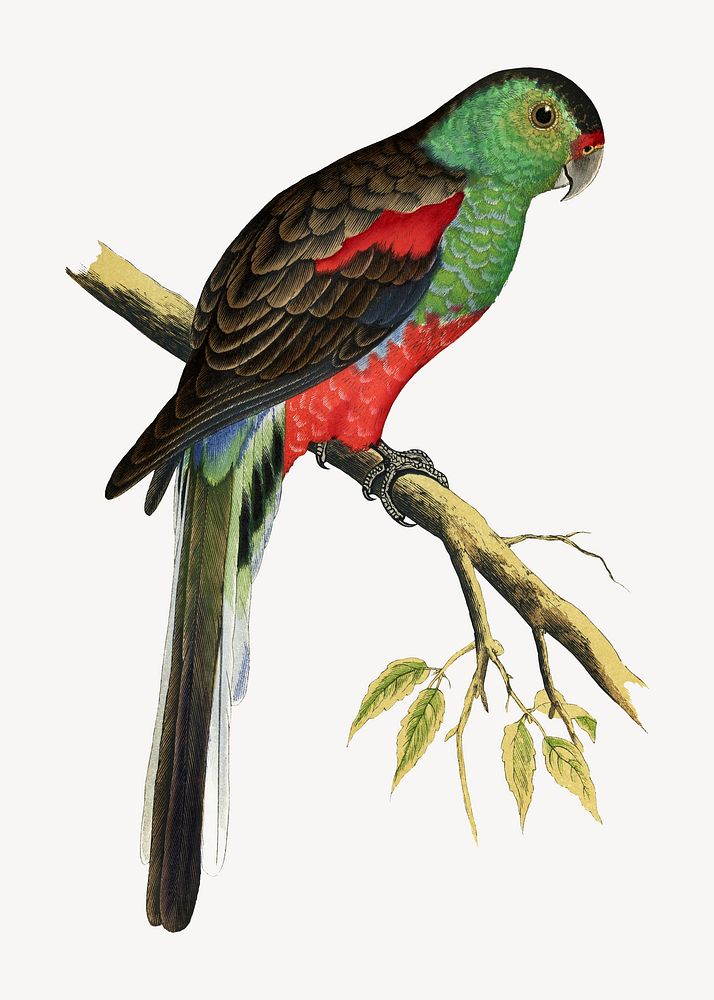 Paradise parakeet vintage bird illustration. Remixed by rawpixel.