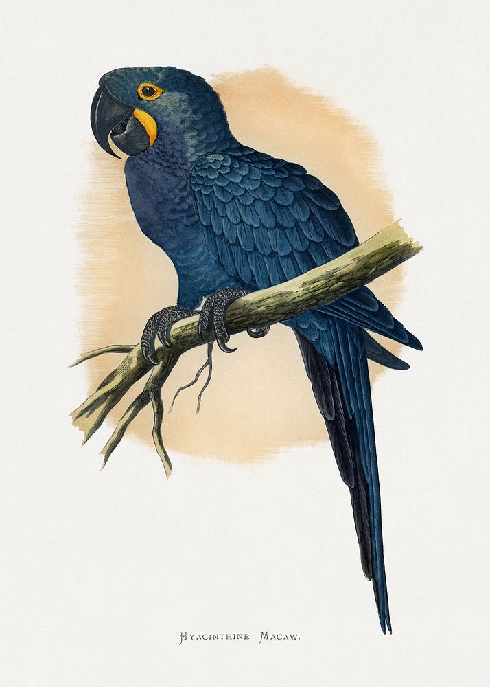 Hyacinthine Macaw (Anodorhynchus hyacinthinus) colored wood-engraved plate by Alexander Francis Lydon. Digitally enhanced…