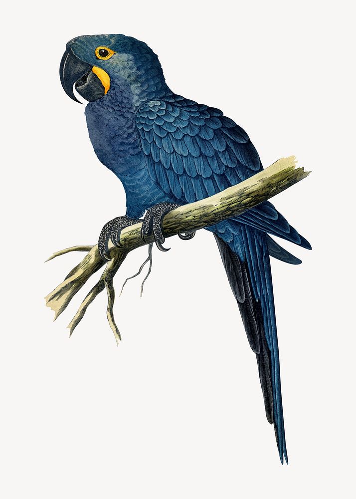 Hyacinthine macaw vintage bird illustration. Remixed by rawpixel.