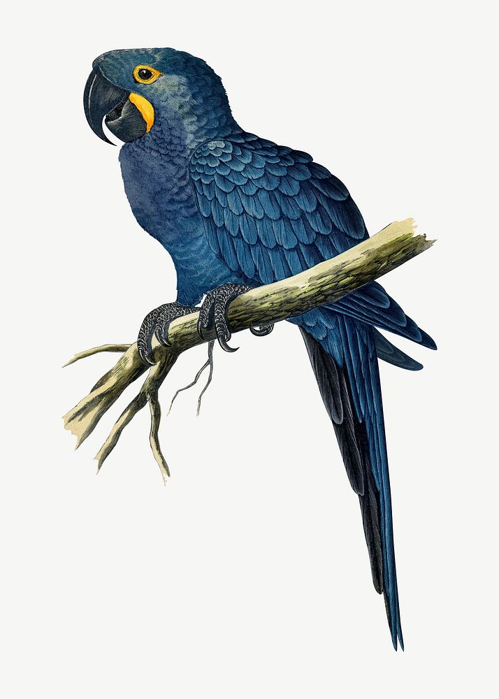 Hyacinthine macaw, vintage bird illustration psd. Remixed by rawpixel.