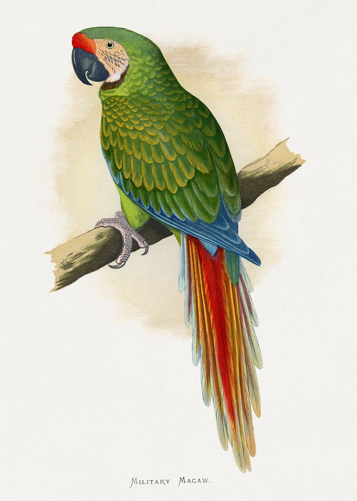 Military Macaw (Ara militaris) colored wood-engraved plate by Alexander Francis Lydon. Digitally enhanced from our own 1884…