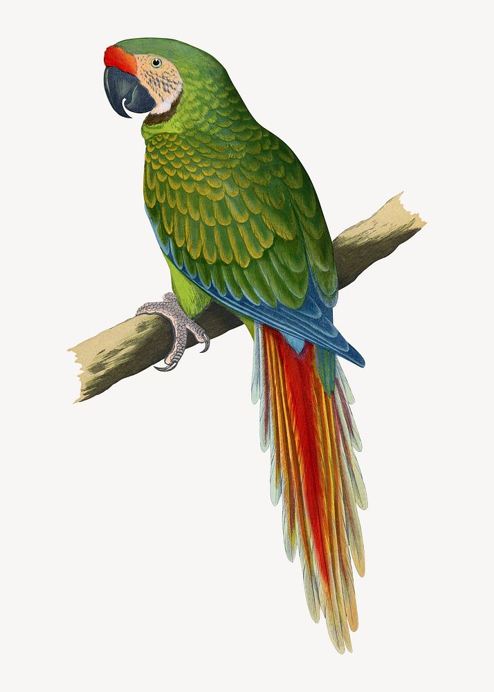 Military macaw vintage bird illustration. Remixed by rawpixel.