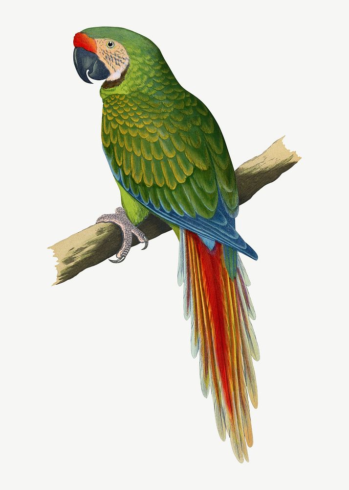 Military macaw, vintage bird illustration psd. Remixed by rawpixel.