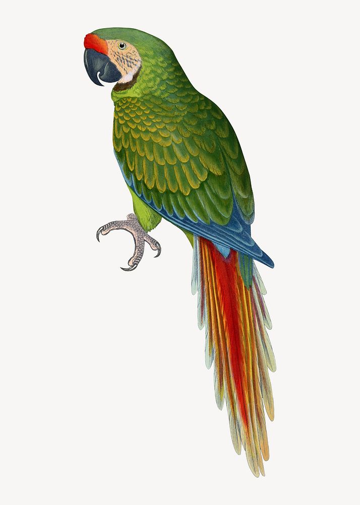 Military macaw vintage bird illustration. Remixed by rawpixel.