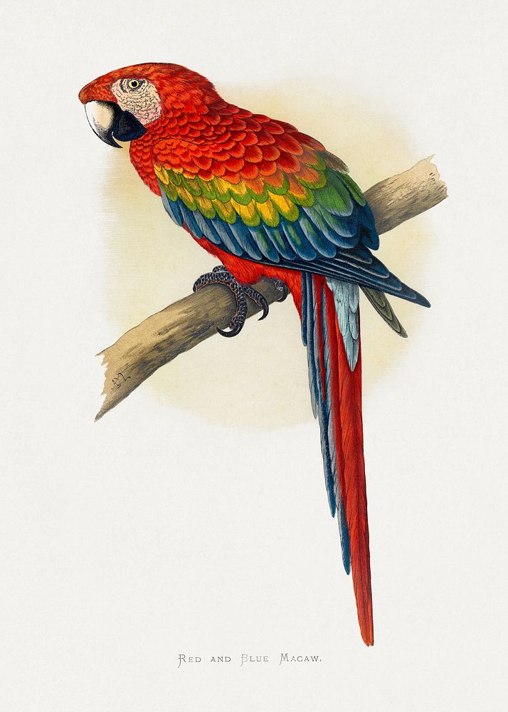 Red and Blue Macaw (Ara macao) colored wood-engraved plate by Alexander Francis Lydon. Digitally enhanced from our own 1884…