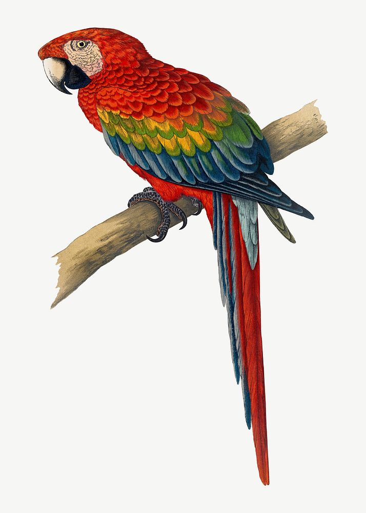 Red and blue macaw, vintage bird illustration psd. Remixed by rawpixel.