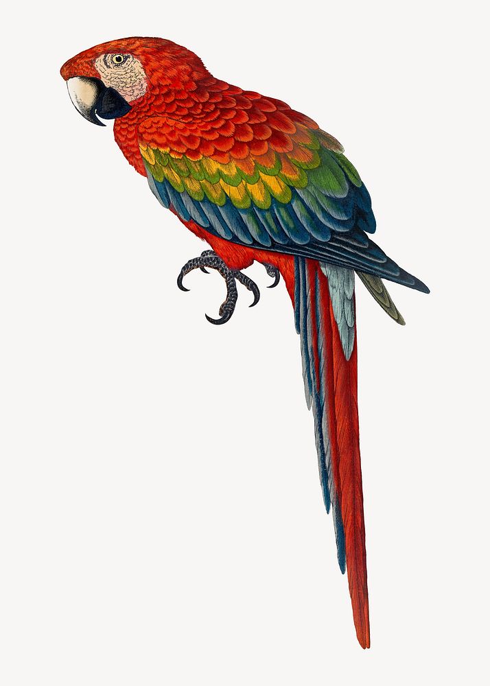 Red and blue macaw vintage bird illustration. Remixed by rawpixel.