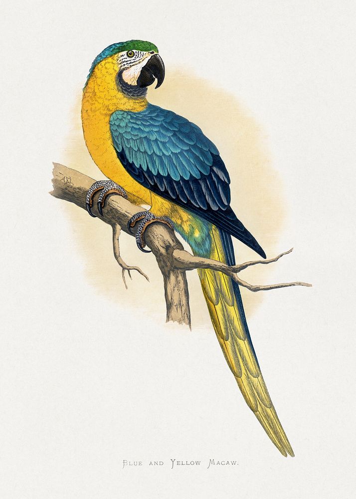 Blue and Yellow Macaw (Ara ararauna) colored wood-engraved plate by Alexander Francis Lydon. Digitally enhanced from our own…
