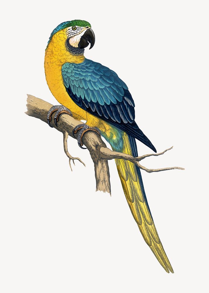Blue and yellow macaw vintage bird illustration. Remixed by rawpixel.