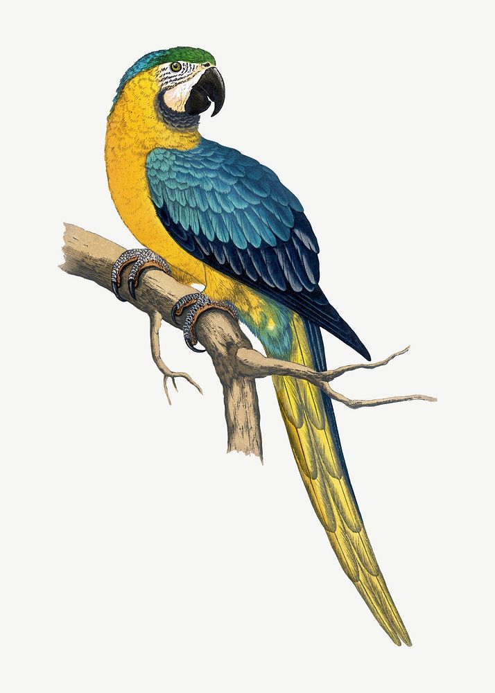 Blue and yellow macaw, vintage bird illustration psd. Remixed by rawpixel.