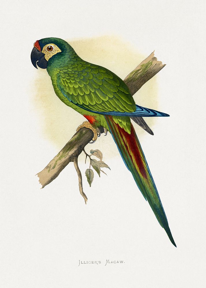 llliger's Macaw (Primolius maracana) colored wood-engraved plate by Alexander Francis Lydon. Digitally enhanced from our own…