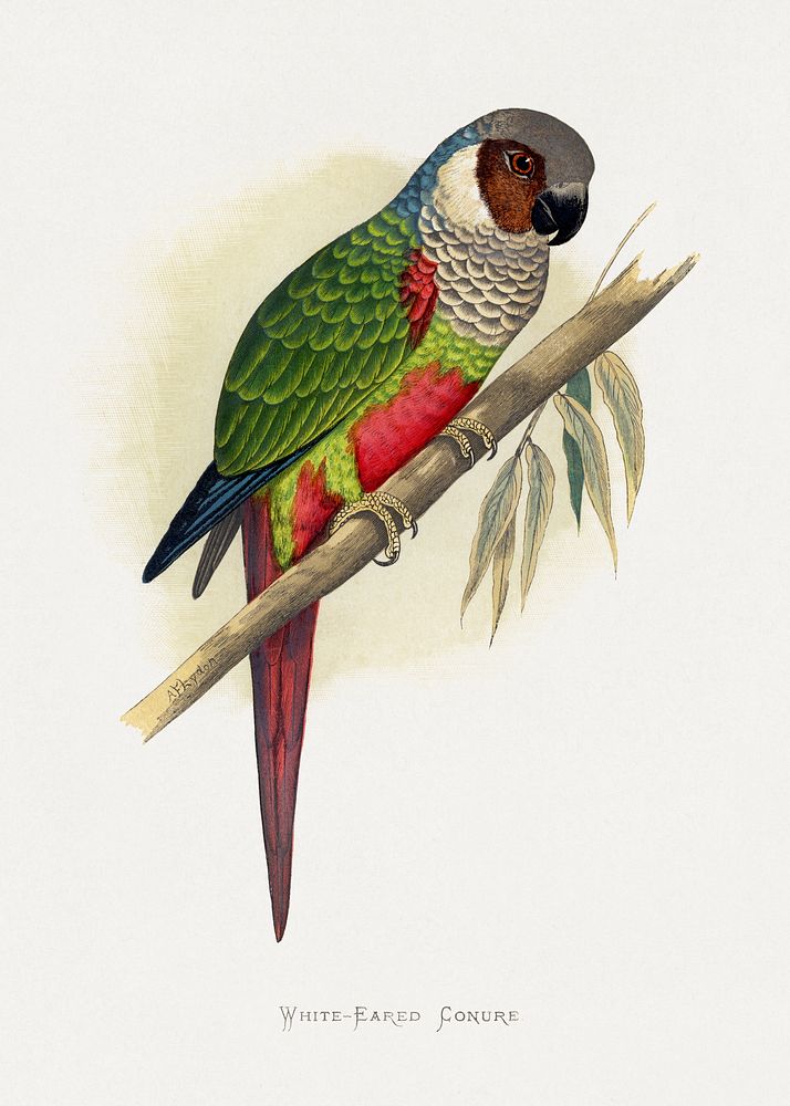 White-Eared Conure (Pyrrhura leucotis) colored wood-engraved plate by Alexander Francis Lydon. Digitally enhanced from our…