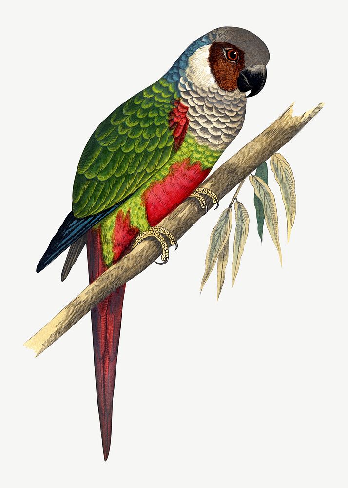 White-eared conure, vintage bird illustration psd. Remixed by rawpixel.