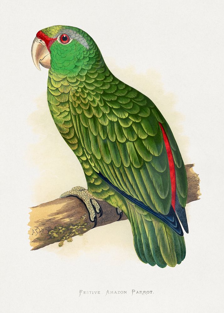 Festive Amazon Parrot (Amazona festiva) colored wood-engraved plate by Alexander Francis Lydon. Digitally enhanced from our…