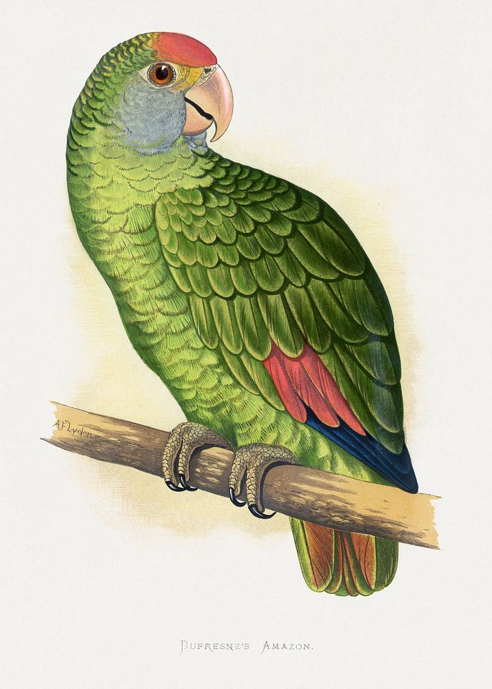 Dufresne's Amazon (Amazona dufresniana) colored wood-engraved plate by Alexander Francis Lydon. Digitally enhanced from our…