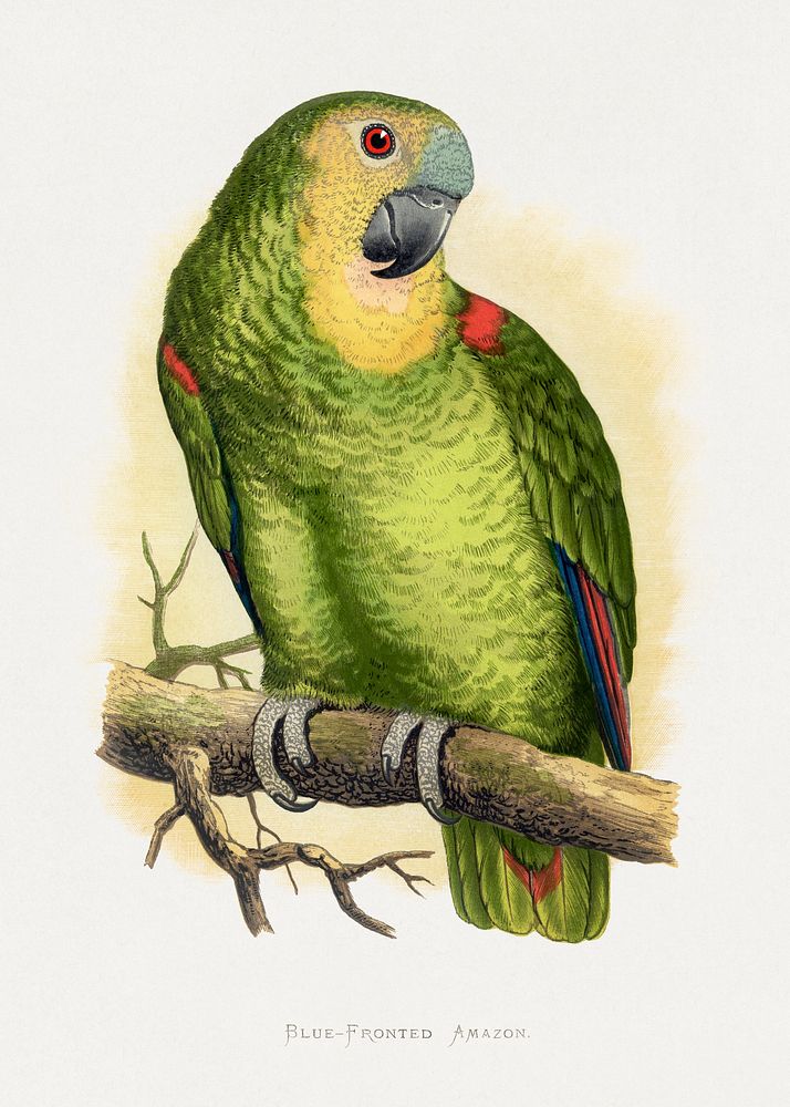 Blue-Fronted Amazon (Amazona aestiva) colored wood-engraved plate by Alexander Francis Lydon. Digitally enhanced from our…