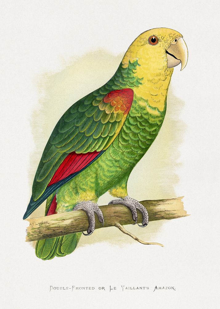 Double-Fronted or Le Vaillant's Amazon (Amazona oratrix) colored wood-engraved plate by Alexander Francis Lydon. Digitally…