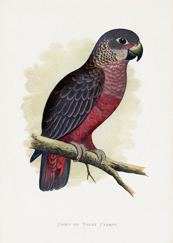 Dusky or Violet Parrot (Pionus fuscus) colored wood-engraved plate by Alexander Francis Lydon. Digitally enhanced from our…
