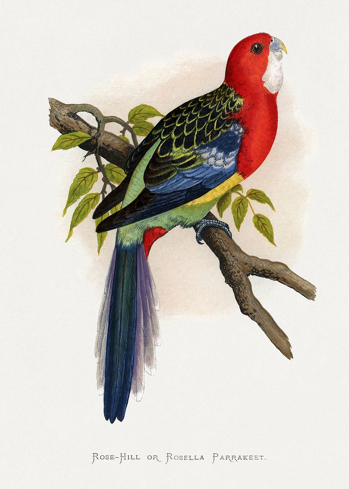 Rose-Hill or Rosella Parrakeet (Platycercus eximius) colored wood-engraved plate by Alexander Francis Lydon. Digitally…