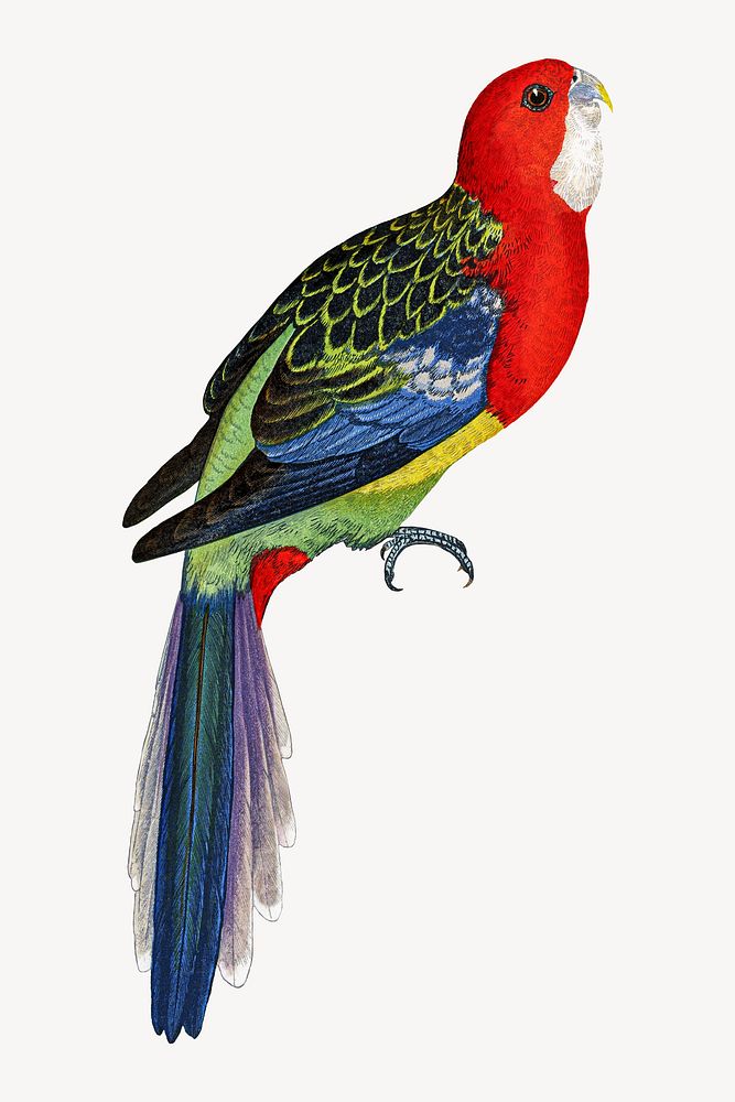 Rosella parakeet vintage bird illustration. Remixed by rawpixel.