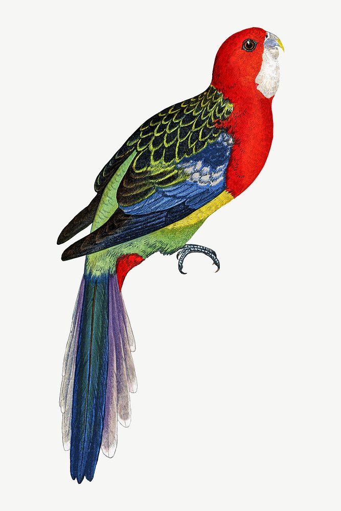 Rosella parakeet, vintage bird illustration psd. Remixed by rawpixel.