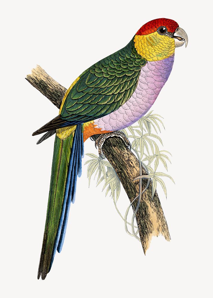 Pileated parakeet vintage bird illustration. Remixed by rawpixel.
